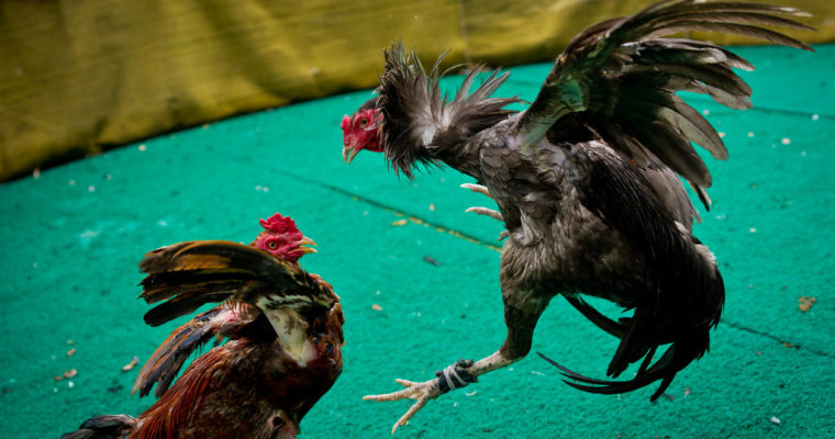 Berapa Harga Ayam Petarung Dalam Judi Sabung Ayam S1288?