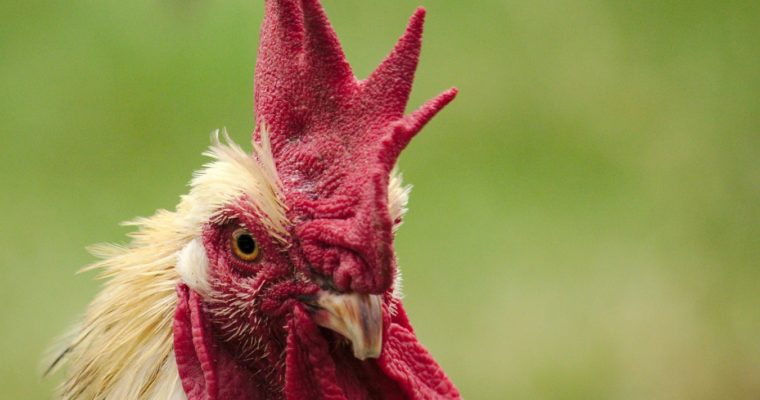 Beberapa Hal Penting Tentang Judi Sabung Ayam Terbaik Yang Harus Dipahami Pemain