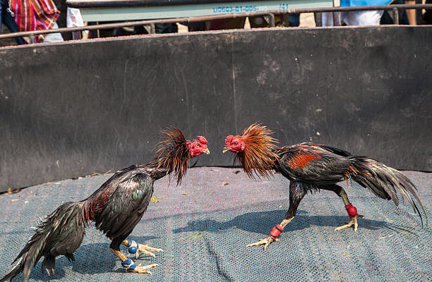 Macam-macam Makanan yang Tidak Disarankan untuk Ayam Sabung