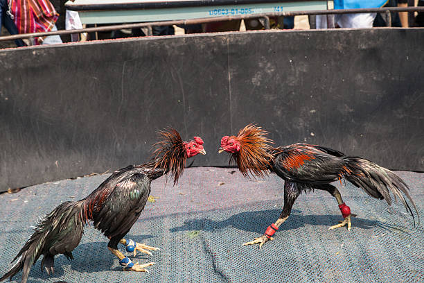 Macam-macam Makanan yang Tidak Disarankan untuk Ayam Sabung