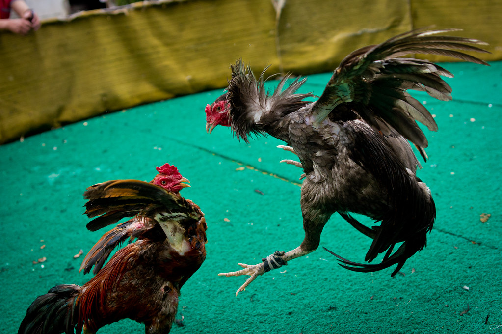 Berapa Harga Ayam Petarung Dalam Judi Sabung Ayam S1288?