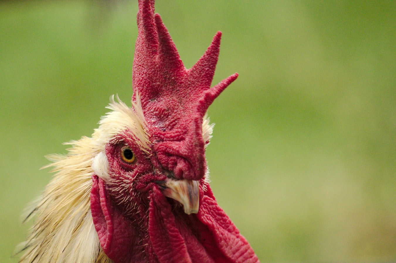 Beberapa Hal Penting Tentang Judi Sabung Ayam Terbaik Yang Harus Dipahami Pemain