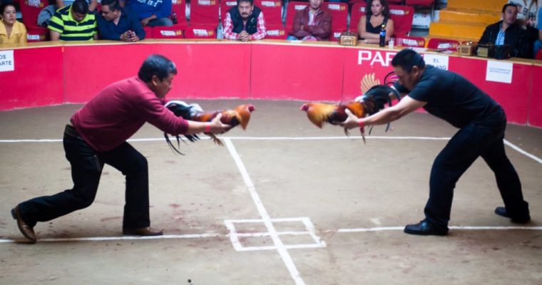 Menikmati dan Mengakses Judi Sabung Ayam Secara Online