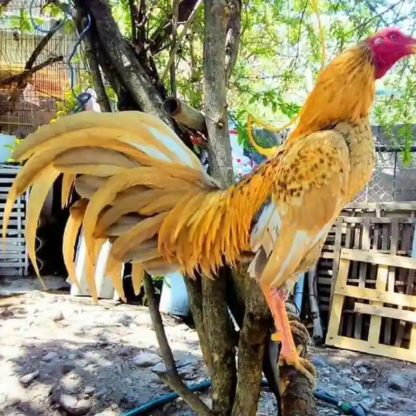 Review Lengkap S128S: Fitur, Keamanan, dan Kenyamanan Bermain